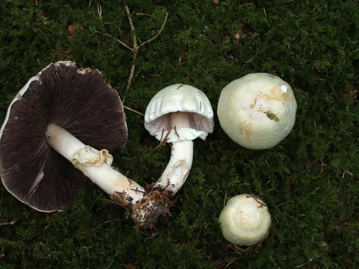 Plusieurs agarics des bois posés sur un tapis d'aiguilles de pin : un exemplaire mûr retourné montre des lames brun rosé serrées, deux sujets sont fendus dans la longueur et laissent voir une chair blanche, et les bases des pieds, sans volve ni sac, se teintent de jaune ocre.