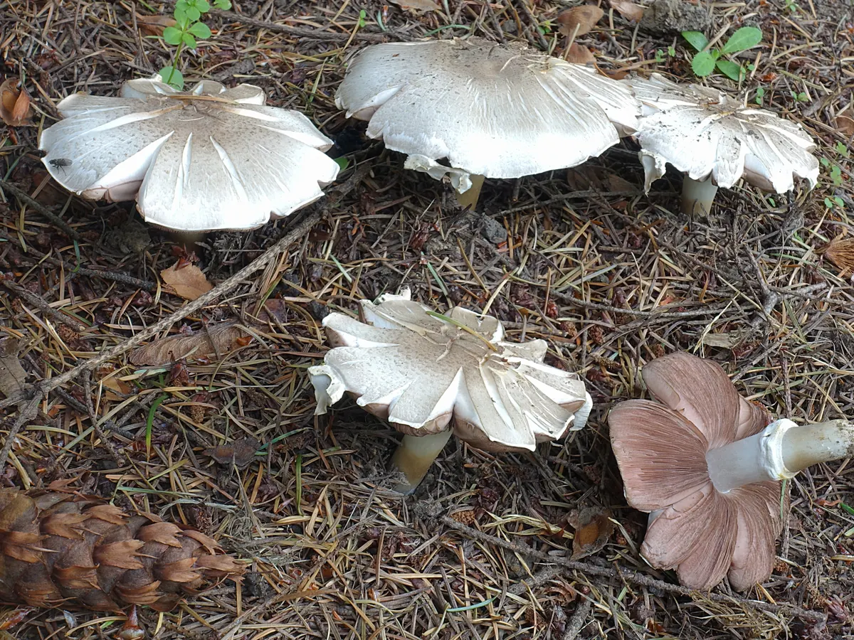 Plusieurs agarics jaunissants sur un sol d'aiguilles : chapeaux blancs, un exemplaire couché montre des lames brun rosé, un anneau et une base du pied tachée de jaune.