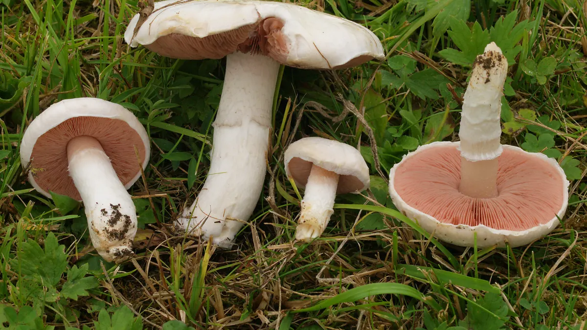 Plusieurs rosés des prés dans l'herbe : chapeau blanc, lames roses, pied blanc, un exemplaire retourné montre les lames rose saumon.