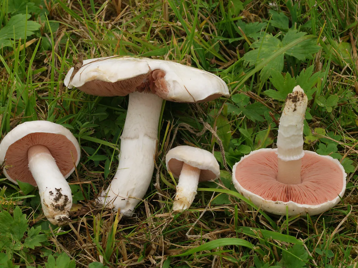 Plusieurs rosés des prés dans l'herbe : chapeau blanc, lames roses, pied blanc, un exemplaire retourné montre les lames rose saumon.