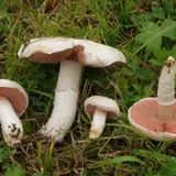 Plusieurs rosés des prés dans l'herbe : chapeau blanc, lames roses, pied blanc, un exemplaire retourné montre les lames rose saumon.