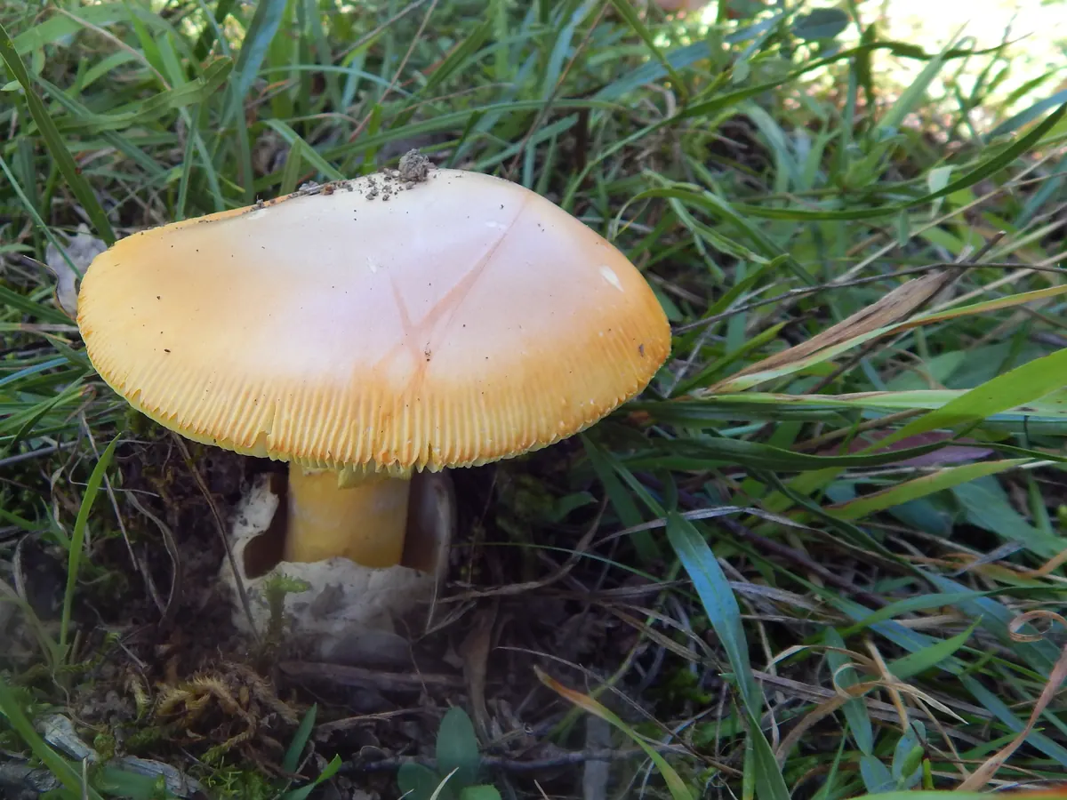 Amanite des Césars isolée dans l'herbe : chapeau orangé à marge nettement striée, lames jaunes et serrées visibles sous le chapeau, pied jaune dont la base est enveloppée d'une volve blanche en sac.