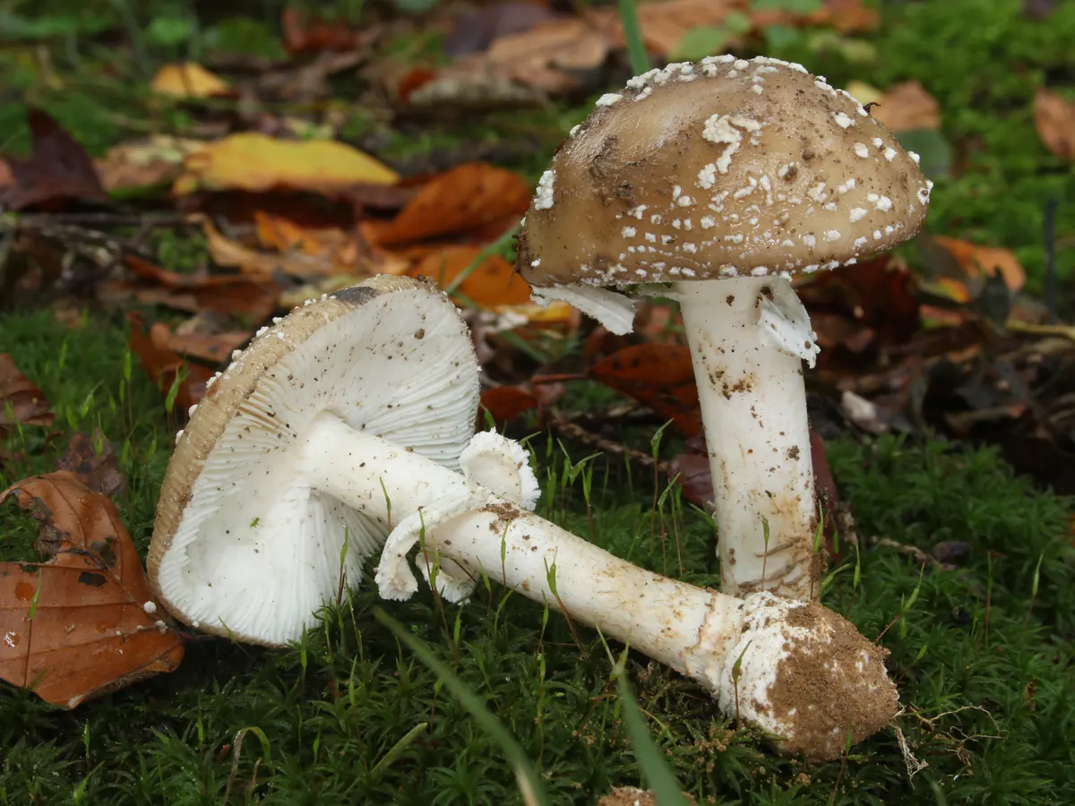 Deux amanites panthères, l'une couchée : chapeau brun parsemé de flocons blancs, lames blanches, anneau blanc et base du pied renflée en bulbe.