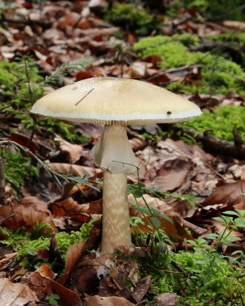 Deux amanites phalloïdes dans un sous-bois de feuillus : chapeaux vert olive pâle, anneau blanc sur le pied, base du pied du jeune exemplaire enveloppée d'une volve blanche.