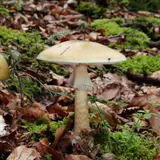 Deux amanites phalloïdes dans un sous-bois de feuillus : chapeaux vert olive pâle, anneau blanc sur le pied, base du pied du jeune exemplaire enveloppée d'une volve blanche.