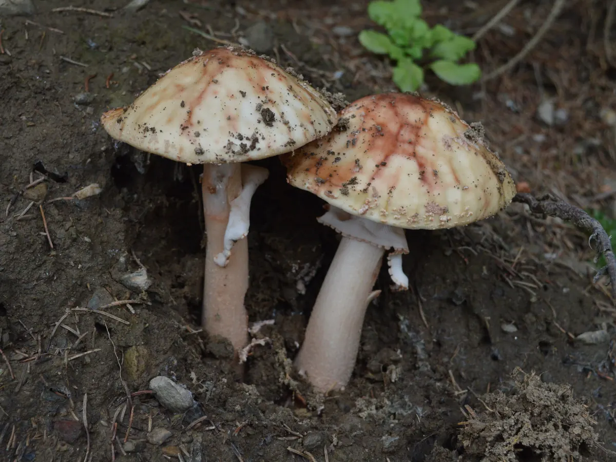 Deux amanites rougissantes dressées sur un talus de terre nue : chapeaux crème lavé de rose et de brun rouge, parsemés de flocons grisâtres ; chaque pied porte un anneau blanc membraneux retombant et se teinte de rose brunâtre vers le bas.
