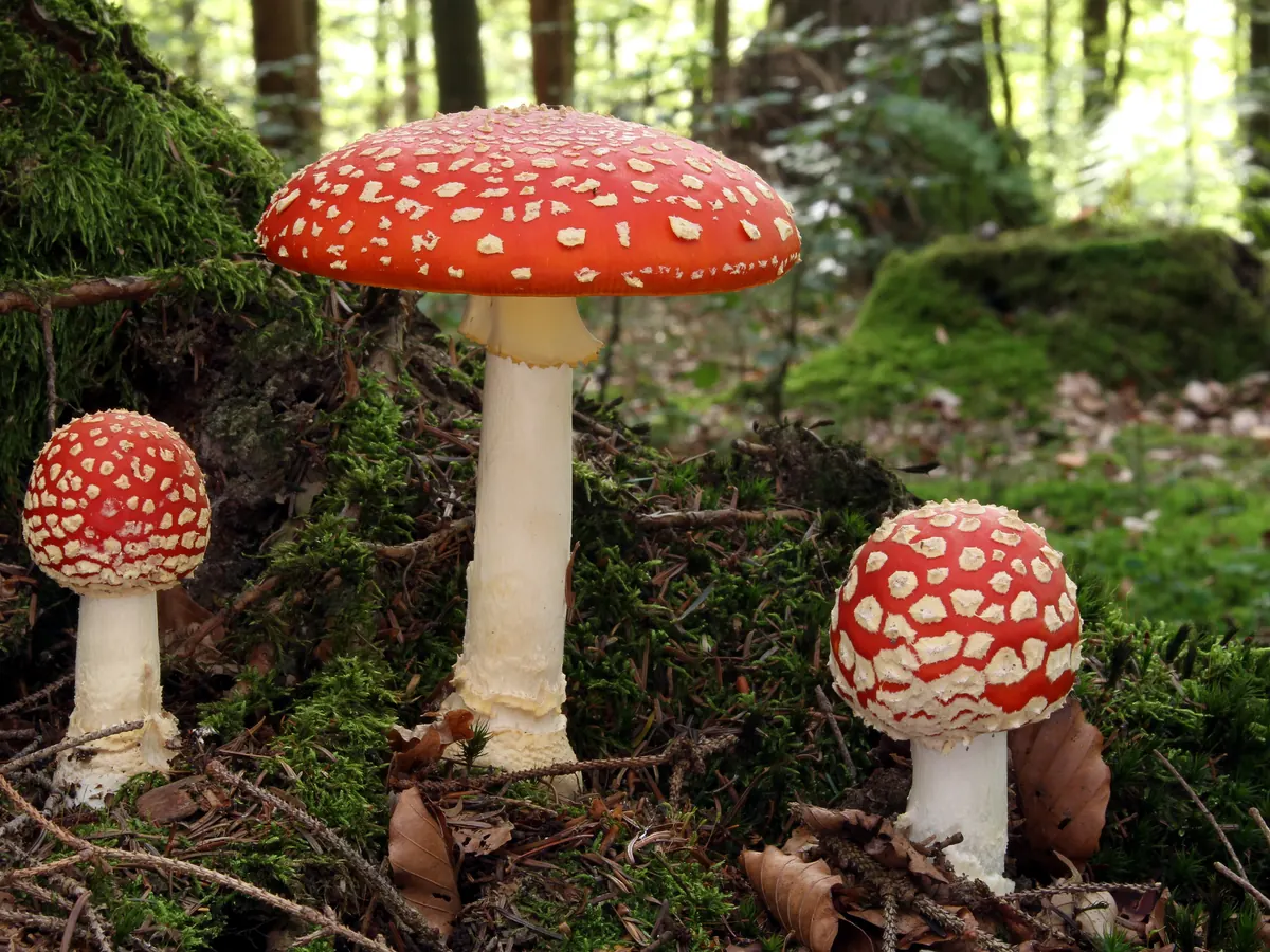 Trois amanites tue-mouches sur la mousse en forêt : chapeaux rouge vif couverts de flocons blancs, pied blanc avec anneau, base renflée.