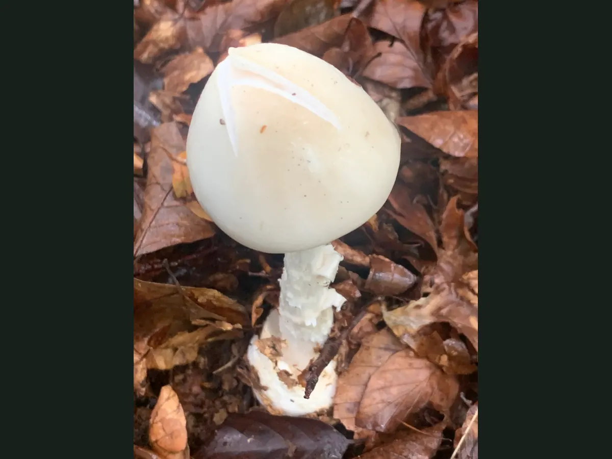 Une jeune amanite vireuse dans la litière de feuillus : chapeau blanc encore ovoïde, pied blanc couvert de flocons, base engainée dans une large volve blanche en sac.