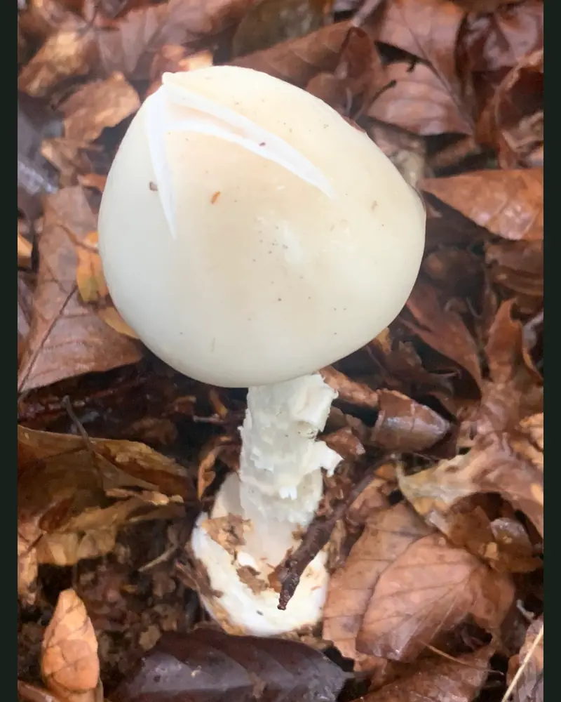 Une jeune amanite vireuse dans la litière de feuillus : chapeau blanc encore ovoïde, pied blanc couvert de flocons, base engainée dans une large volve blanche en sac.