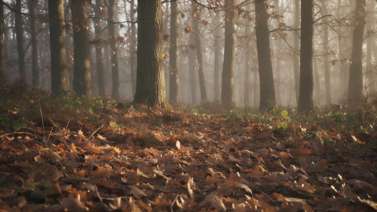 Sol d'une chênaie couvert de feuilles mortes rousses, dans la brume d'un matin d'automne