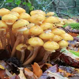 Une grosse touffe d'armillaires couleur de miel au pied d'un arbre : chapeaux jaune miel, pieds serrés en touffe dense dans les feuilles.