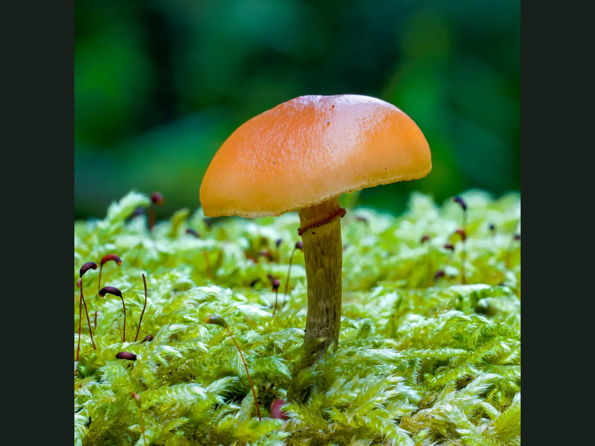 Une galère marginée sur la mousse : petit chapeau brun orangé, pied brun fibrilleux portant un anneau fin.