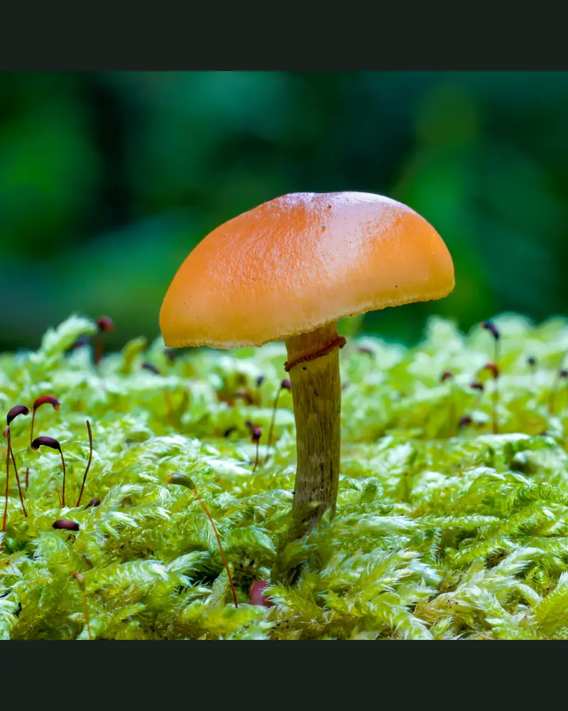 Une galère marginée sur la mousse : petit chapeau brun orangé, pied brun fibrilleux portant un anneau fin.