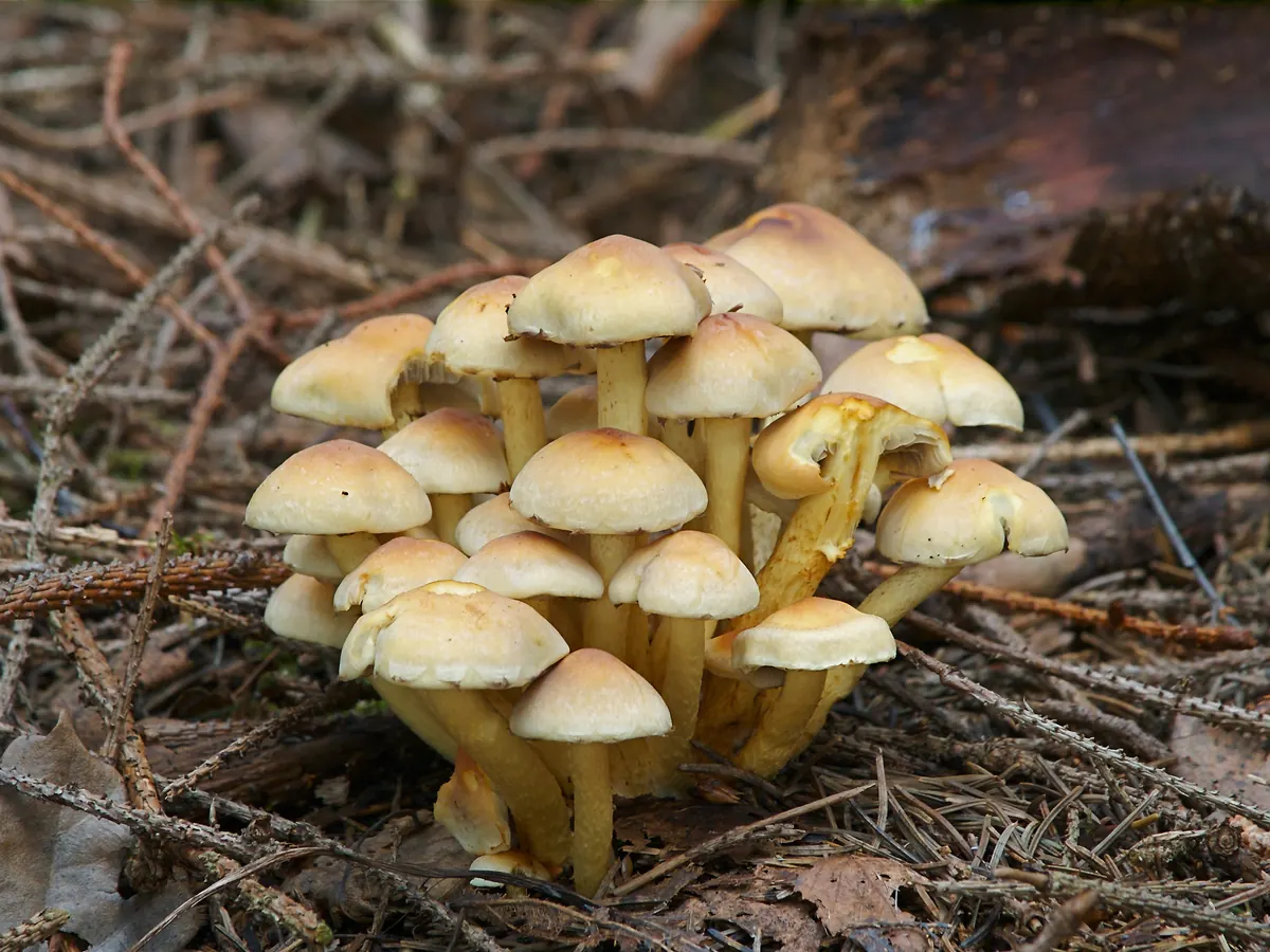 Une touffe d'hypholomes en touffe sur du bois mort : chapeaux jaune soufre à centre plus foncé, pieds jaunes serrés.