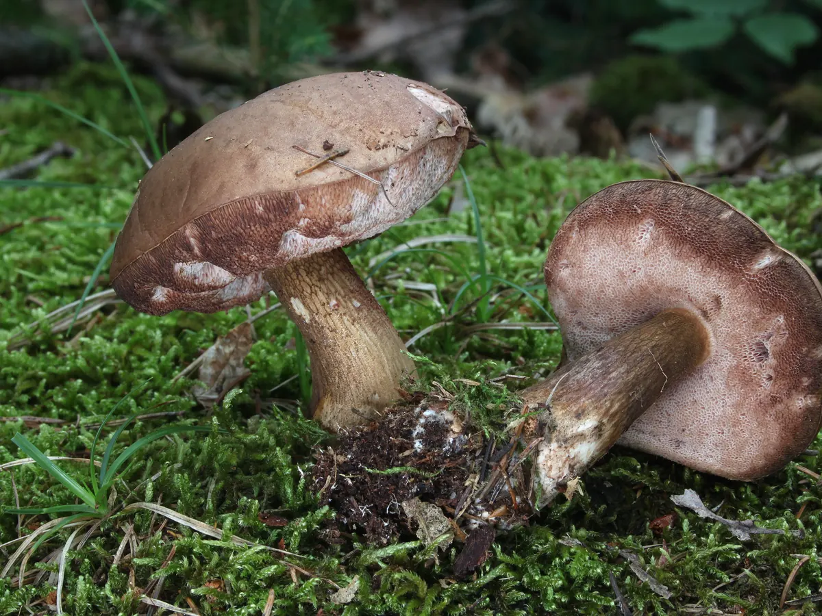 Deux bolets amers sur la mousse, l'un couché : chapeau brun, pied brun clair marqué d'un réseau, base arrachée avec la terre.