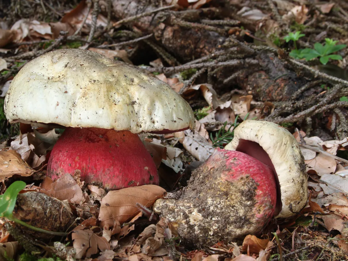 Deux bolets de Satan dans les feuilles mortes : chapeau blanchâtre, pied trapu et ventru rouge vif.
