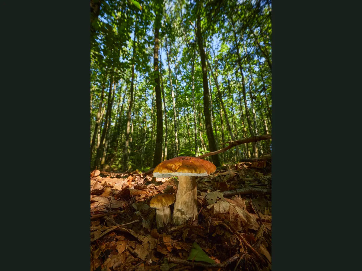 Deux cèpes poussant sur un tapis de feuilles mortes dans une forêt de feuillus ensoleillée, vus en contre-plongée. Au premier plan, un grand exemplaire au chapeau brun orangé lisse et luisant bordé d'une marge blanche, dont le dessous est blanc, porté par un pied trapu blanc crème couvert d'un fin réseau blanc sur sa partie haute. À sa gauche, un second exemplaire plus petit au chapeau brun et au pied pâle. En arrière-plan, des troncs élancés, un feuillage vert et des taches de ciel bleu.