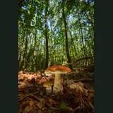 Deux cèpes poussant sur un tapis de feuilles mortes dans une forêt de feuillus ensoleillée, vus en contre-plongée. Au premier plan, un grand exemplaire au chapeau brun orangé lisse et luisant bordé d'une marge blanche, dont le dessous est blanc, porté par un pied trapu blanc crème couvert d'un fin réseau blanc sur sa partie haute. À sa gauche, un second exemplaire plus petit au chapeau brun et au pied pâle. En arrière-plan, des troncs élancés, un feuillage vert et des taches de ciel bleu.