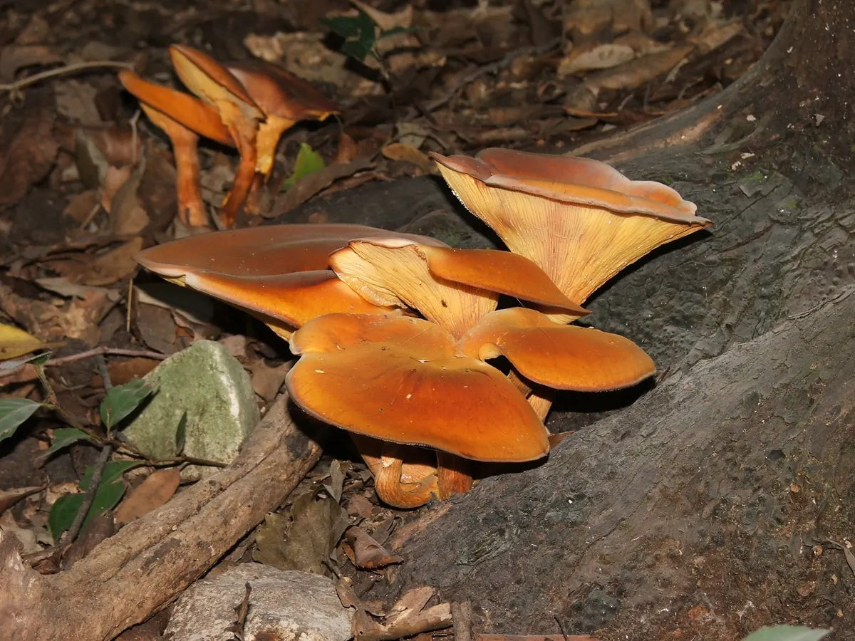 Une touffe de clitocybes de l'olivier orange au pied d'un tronc : chapeaux orangés, lames serrées jaune orangé.