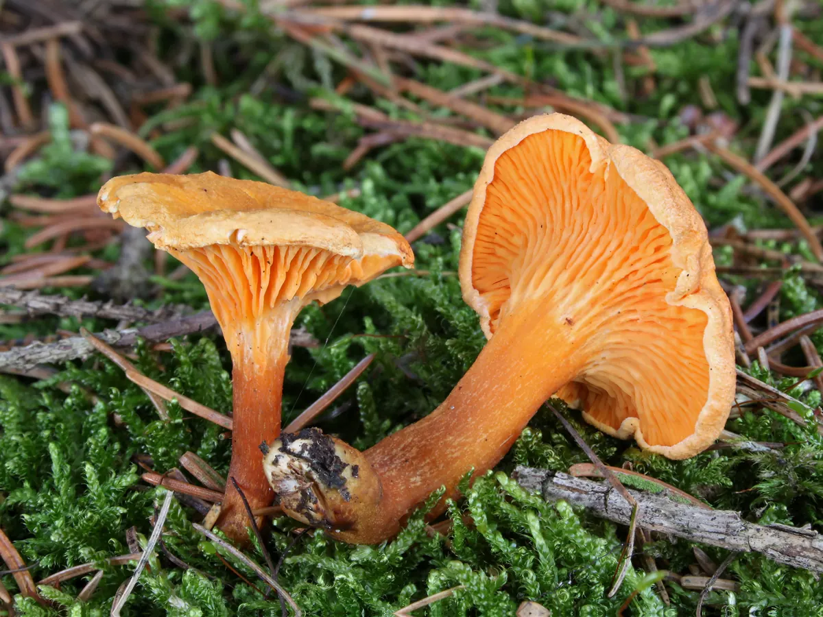 Deux fausses girolles sur la mousse et les aiguilles : lames orange vif, fines et fourchues, pied orangé.