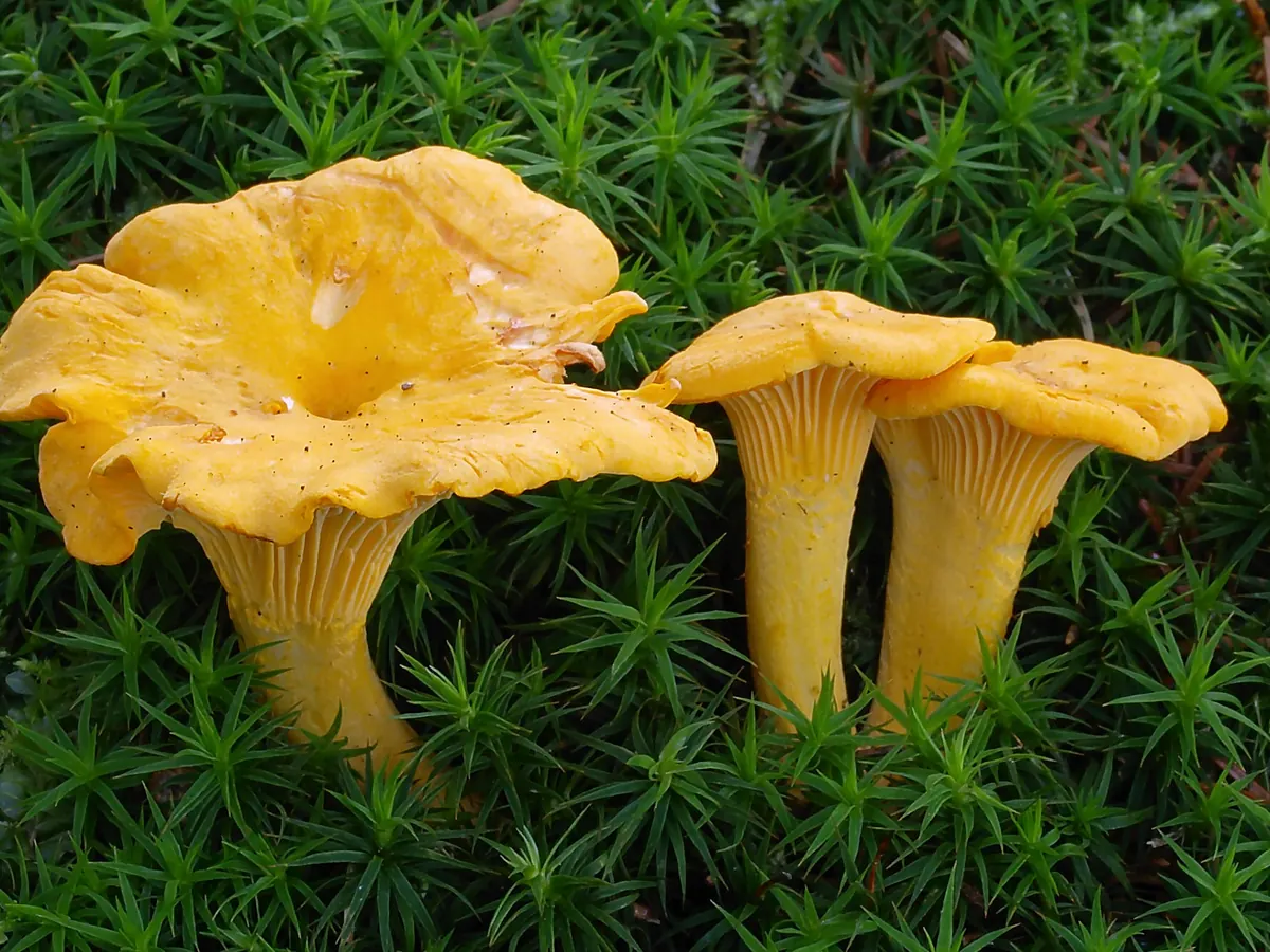 Trois girolles jaune d'œuf dans la mousse : chapeau ondulé en entonnoir, plis décurrents le long du pied.