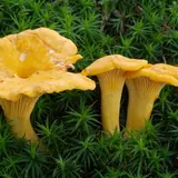 Trois girolles jaune d'œuf dans la mousse : chapeau ondulé en entonnoir, plis décurrents le long du pied.