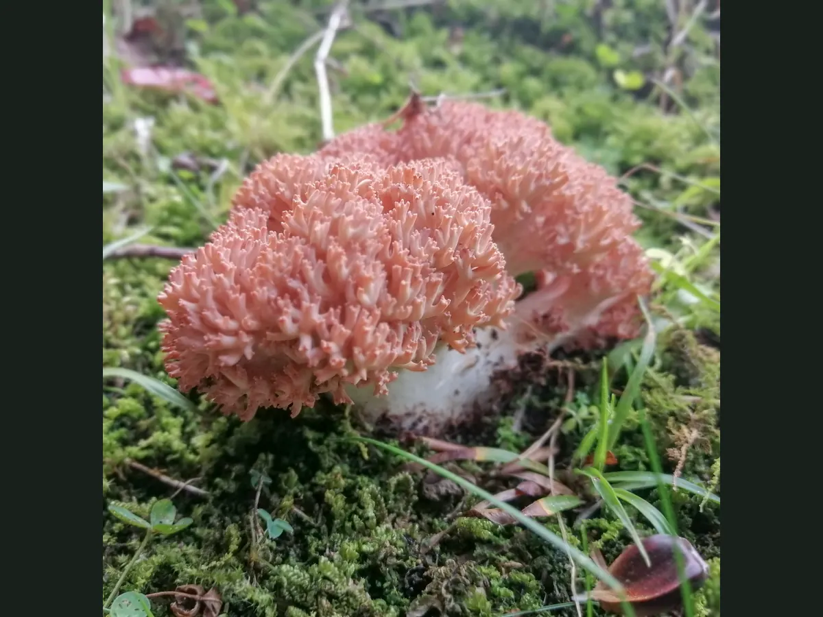 Touffe de ramaire posée sur un coussin de mousse : tronc basal épais et blanc bien dégagé, rameaux serrés et divisés dont les extrémités sont nettement colorées en rose saumoné, tranchant sur le blanc de la base.
