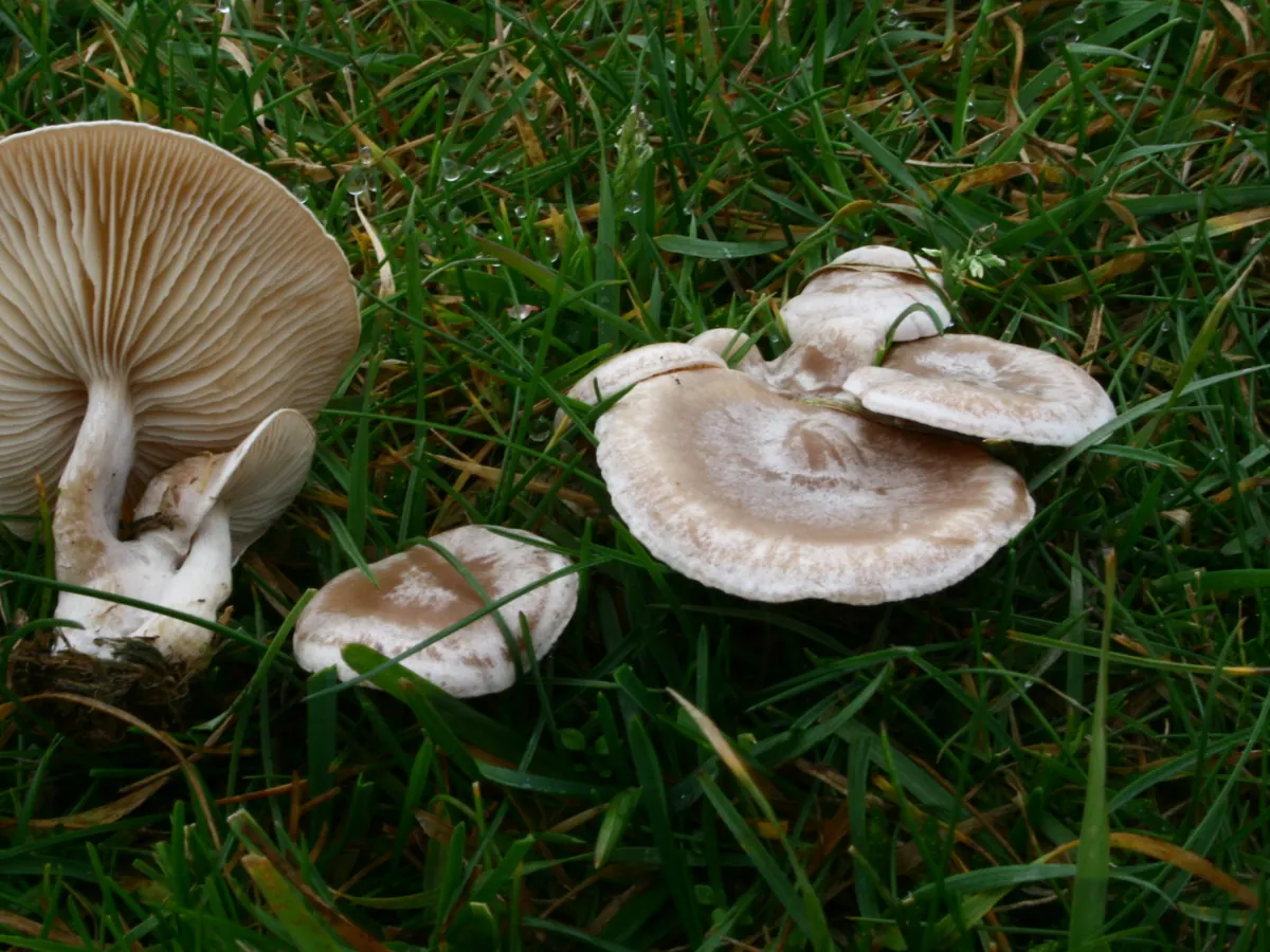 Plusieurs clitocybes blanchis dans l'herbe : petits chapeaux beige rosé à blanchâtre, un exemplaire retourné montre des lames serrées descendant sur le pied.