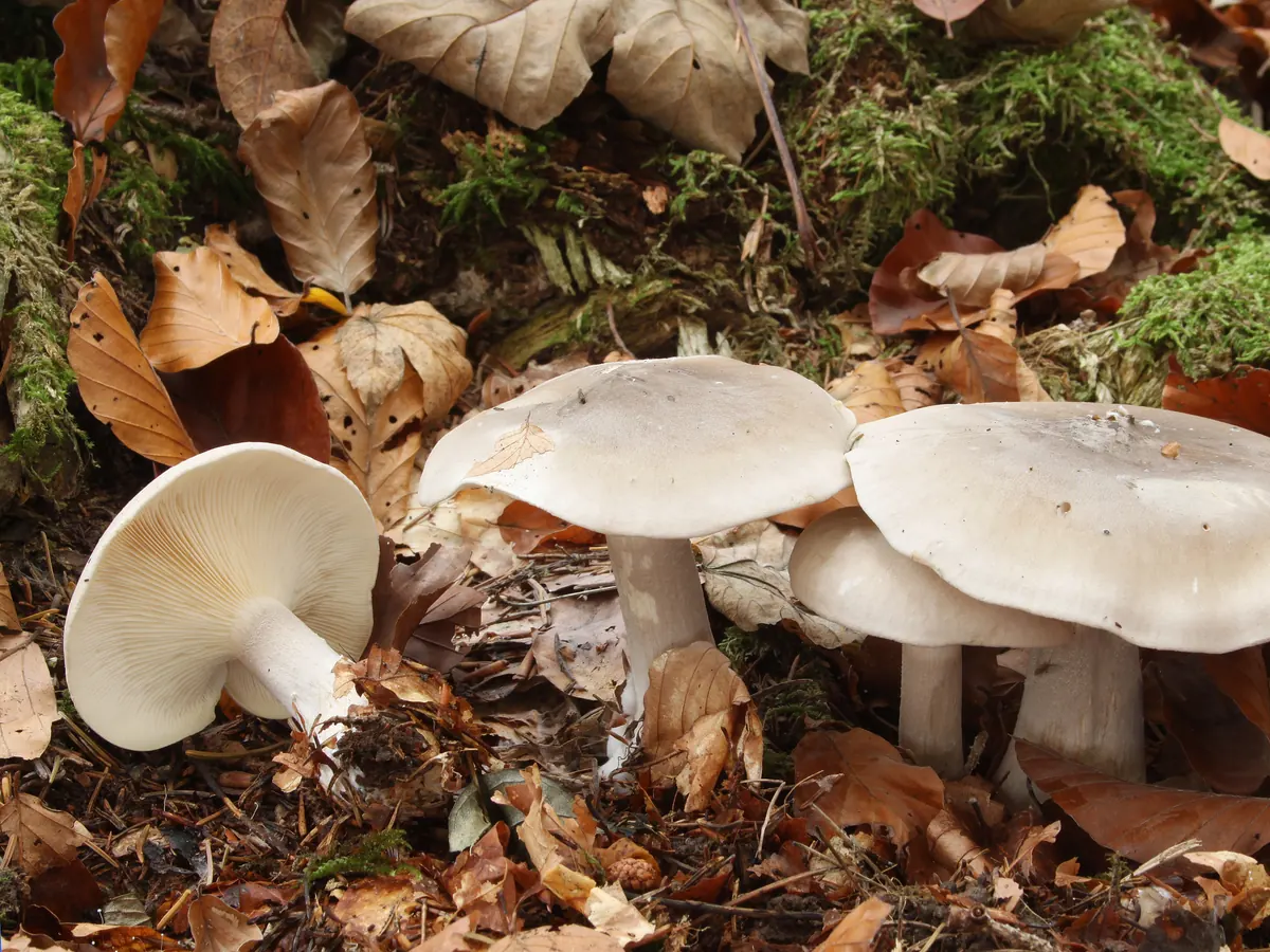 Plusieurs clitocybes nébuleux dans les feuilles de hêtre : chapeaux gris pâle, un exemplaire couché montre des lames crème.