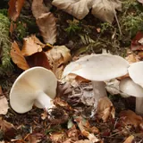 Plusieurs clitocybes nébuleux dans les feuilles de hêtre : chapeaux gris pâle, un exemplaire couché montre des lames crème.
