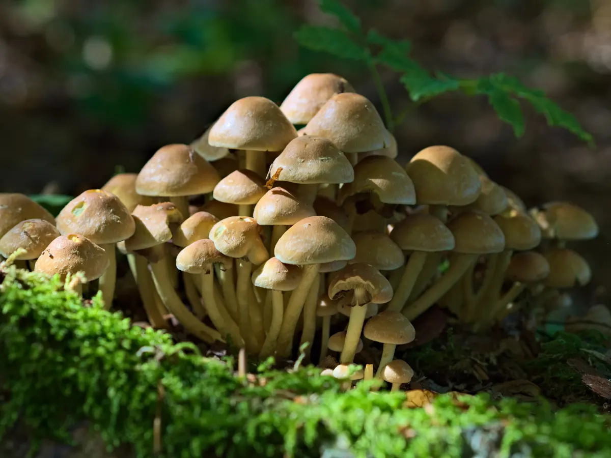 Une touffe d'hypholomes en touffe sur du bois mort moussu : nombreux chapeaux jaune fauve, pieds jaunes serrés.