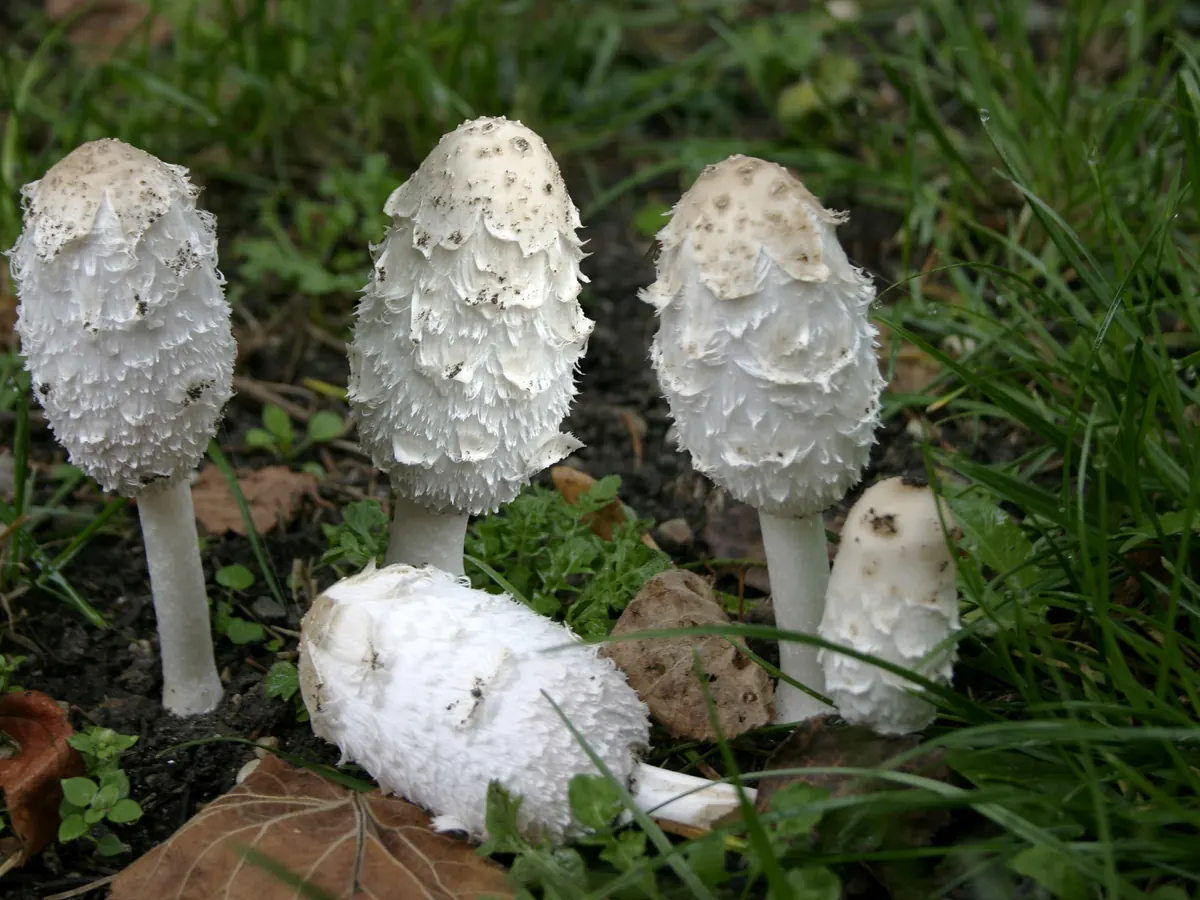 Plusieurs coprins chevelus jeunes dans l'herbe : chapeaux blancs allongés en ogive couverts de mèches retroussées, un exemplaire couché, pieds blancs.