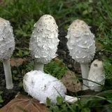 Plusieurs coprins chevelus jeunes dans l'herbe : chapeaux blancs allongés en ogive couverts de mèches retroussées, un exemplaire couché, pieds blancs.