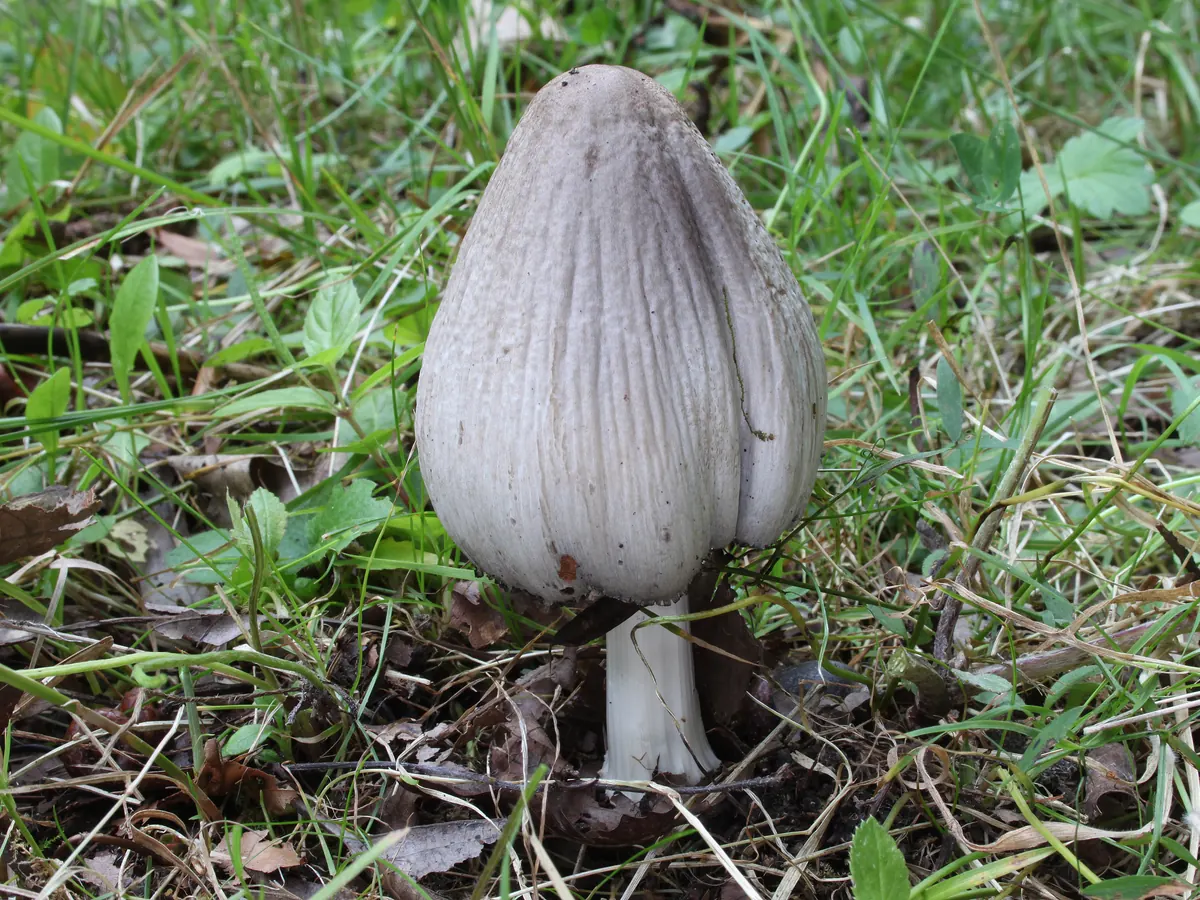 Un coprin noir d'encre dans l'herbe : chapeau gris en cloche strié de sillons, pied blanc.