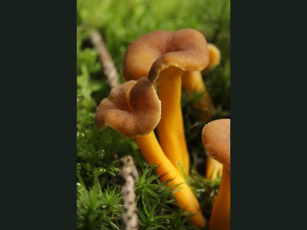 Touffe de chanterelles en tube dans la mousse : chapeaux brun orangé creusés en entonnoir à marge ondulée, face inférieure garnie de plis pâles épais et fourchus qui descendent sur le pied, pieds jaune vif, lisses et courbés.