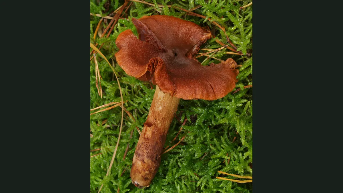 Un cortinaire des montagnes posé sur la mousse : chapeau fauve orangé irrégulier, lames à peine visibles sous la marge, pied jaune brunâtre fibrilleux.