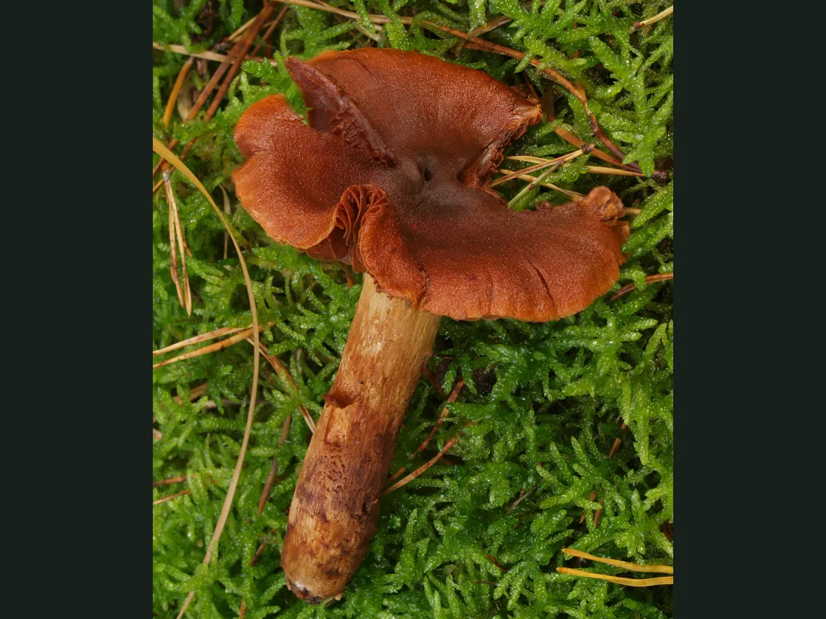Un cortinaire des montagnes posé sur la mousse : chapeau fauve orangé irrégulier, lames à peine visibles sous la marge, pied jaune brunâtre fibrilleux.