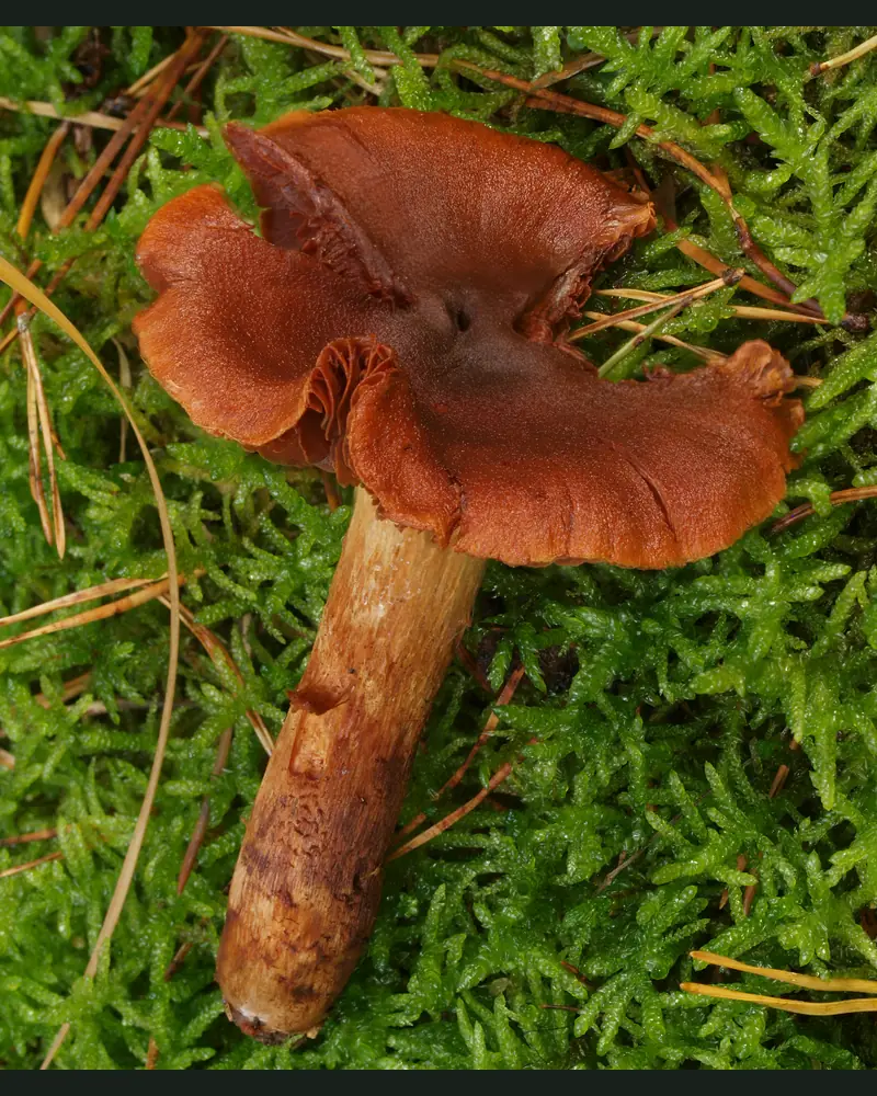 Un cortinaire des montagnes posé sur la mousse : chapeau fauve orangé irrégulier, lames à peine visibles sous la marge, pied jaune brunâtre fibrilleux.