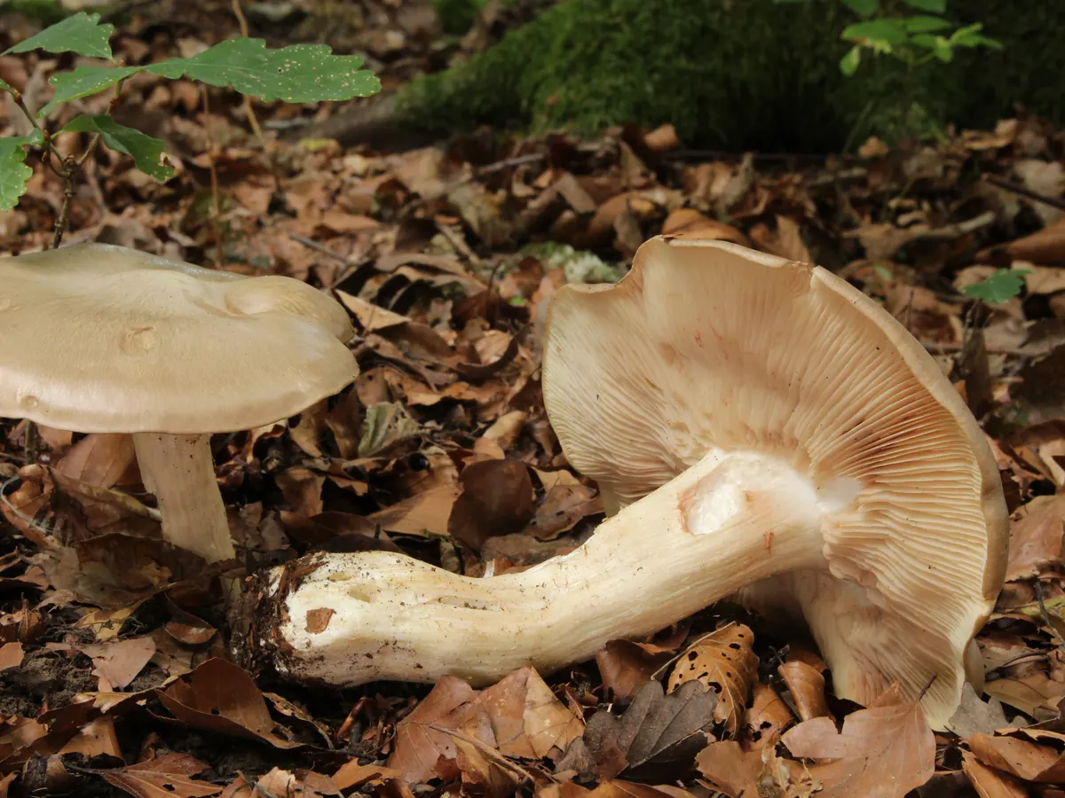 Deux entolomes livides dans les feuilles mortes, l'un couché : chapeau gris beige, lames crème rosé, pied blanc et épais.