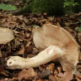 Deux entolomes livides dans les feuilles mortes, l'un couché : chapeau gris beige, lames crème rosé, pied blanc et épais.