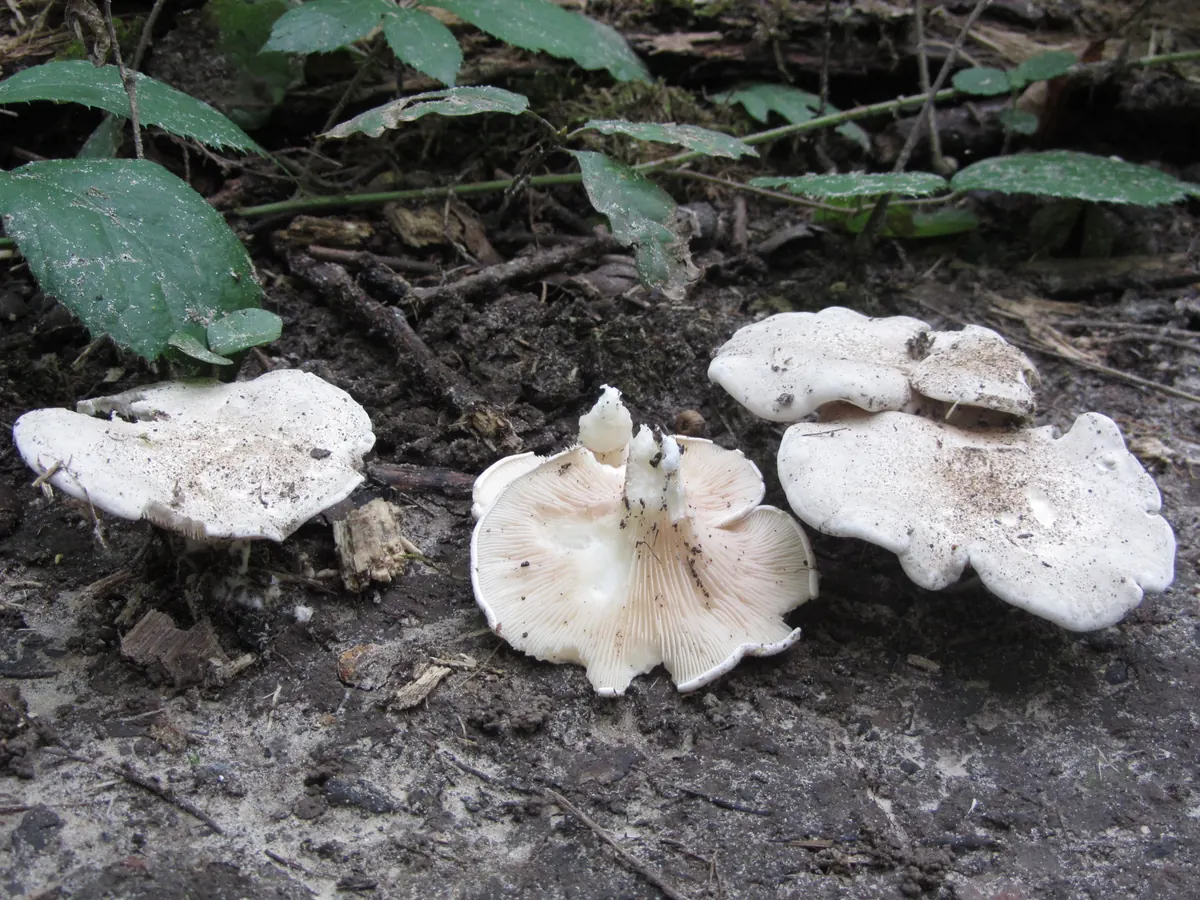 Trois meuniers blancs posés sur la terre nue d'un sous-bois ; celui du milieu est retourné et montre des lames crème à reflet rosé qui descendent nettement le long du pied court ; chapeaux blancs mats à marge ondulée et lobée.