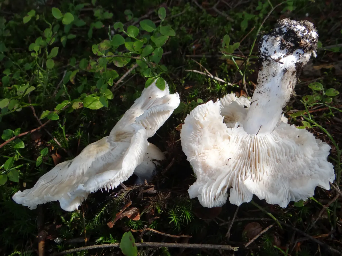 Deux tricholomes colombettes entièrement blancs sur un tapis de mousse, tous deux renversés : lames blanc pur, serrées et échancrées près du pied, pied blanc robuste souillé de terre à la base.