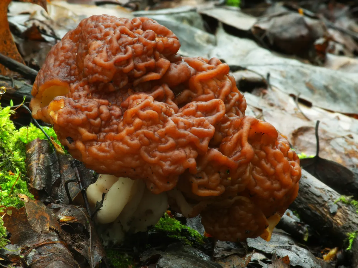 Une gyromitre sur un sol forestier : chapeau brun rouge plissé en circonvolutions de cervelle, pied blanchâtre en partie visible.