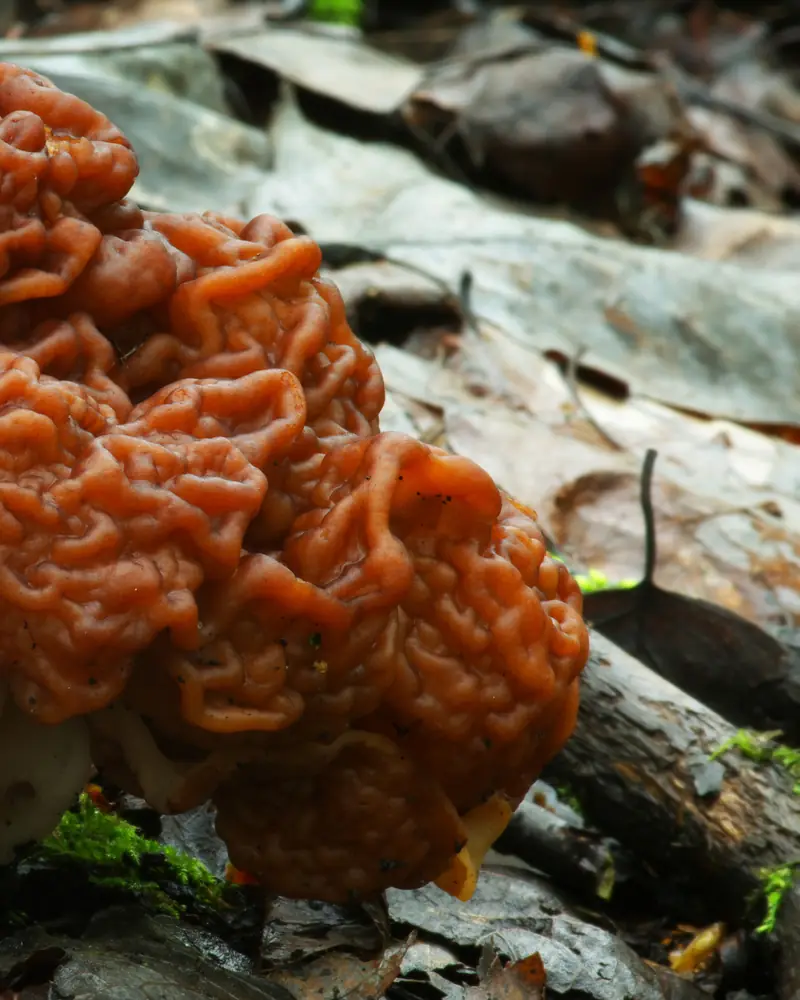 Une gyromitre sur un sol forestier : chapeau brun rouge plissé en circonvolutions de cervelle, pied blanchâtre en partie visible.