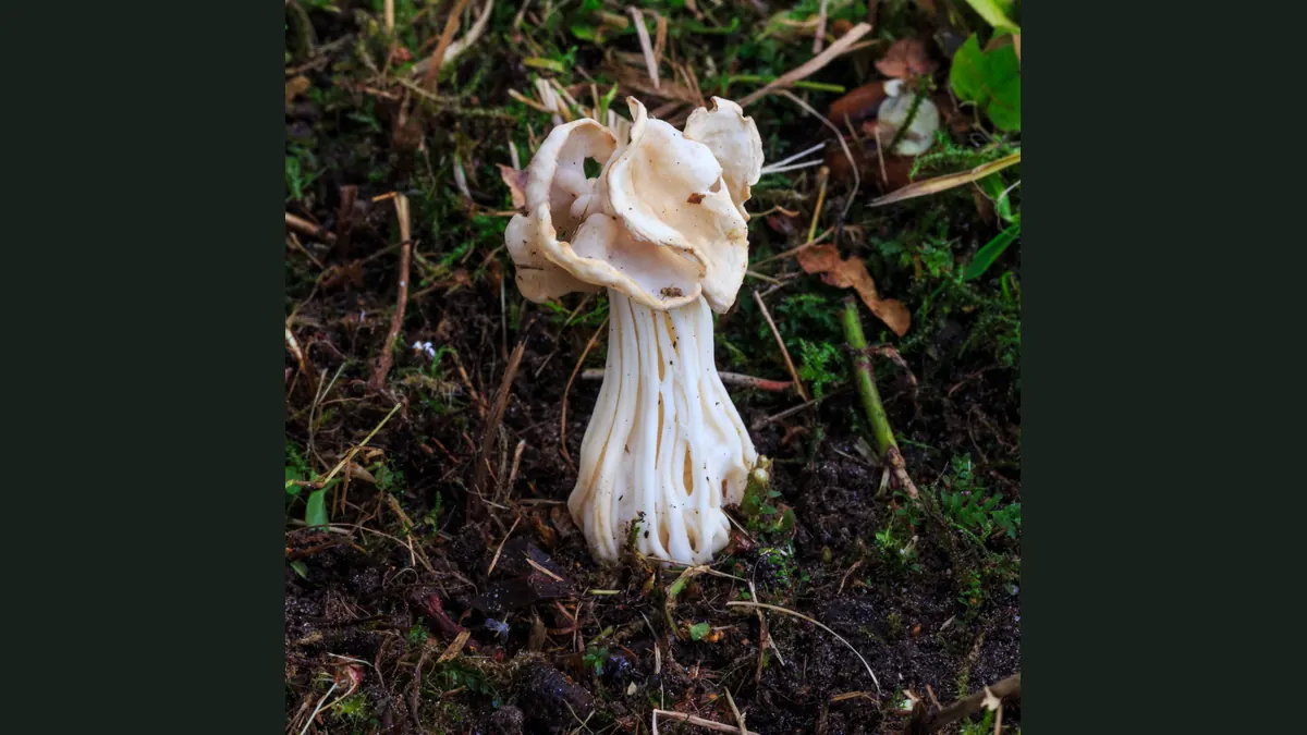 Une helvelle crépue sur un sol forestier : chapeau blanc crème en forme de selle tordue, pied blanc creusé de profonds sillons.