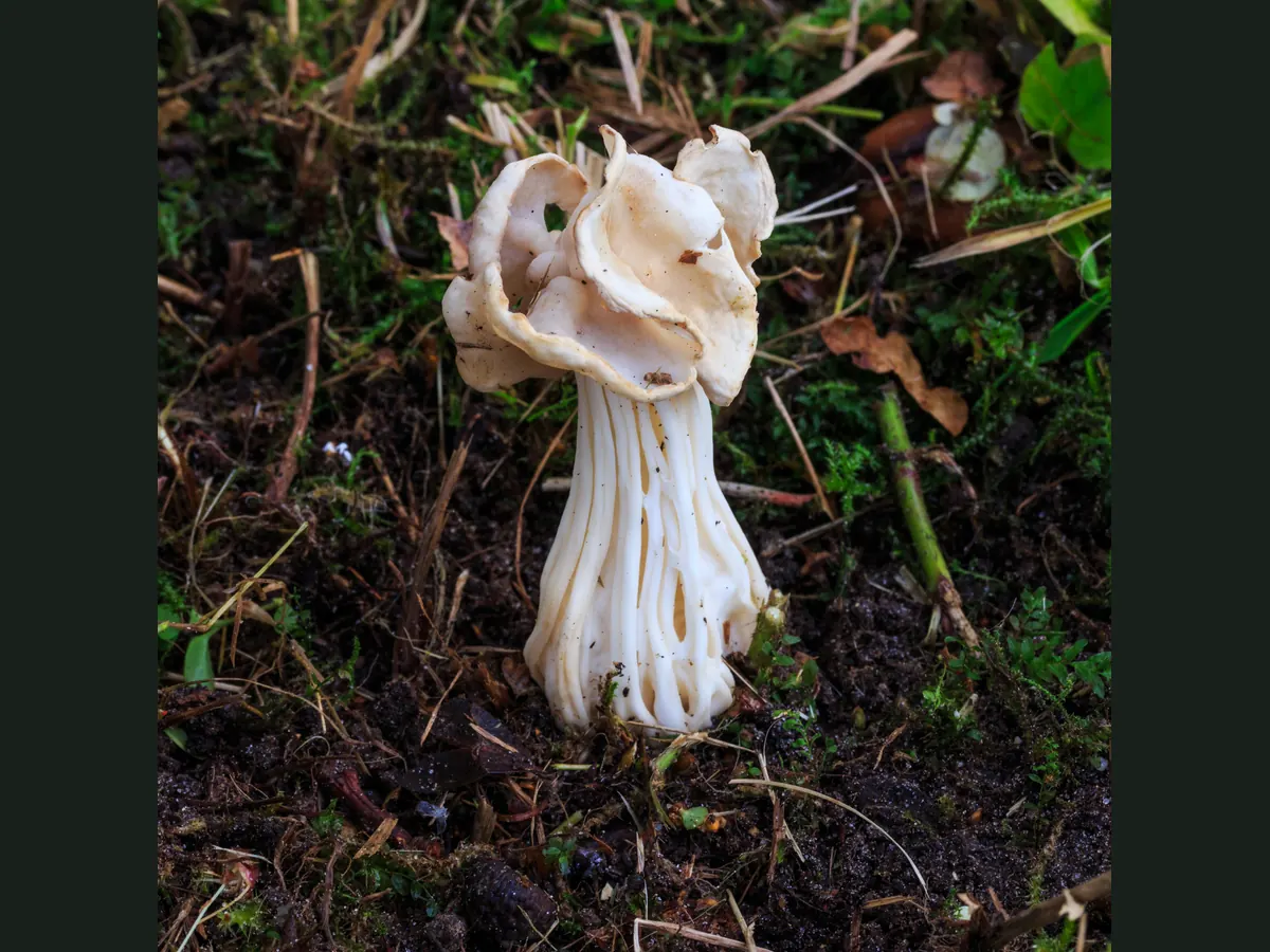 Une helvelle crépue sur un sol forestier : chapeau blanc crème en forme de selle tordue, pied blanc creusé de profonds sillons.