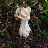 Une helvelle crépue sur un sol forestier : chapeau blanc crème en forme de selle tordue, pied blanc creusé de profonds sillons.