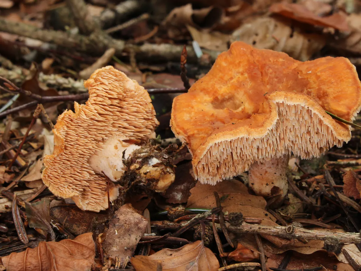 Deux hydnes roussissants dans la litière de feuilles mortes : celui de gauche, retourné, montre toute sa garniture d'aiguillons crème serrés et pendants ; celui de droite laisse voir la même frange d'aiguillons sous le bord de son chapeau orangé bosselé.