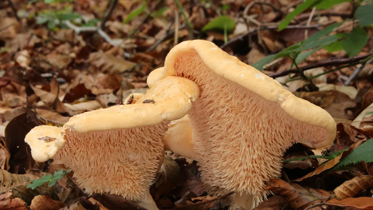 Deux pieds-de-mouton dans les feuilles mortes : chapeau crème orangé, dessous hérissé d'aiguillons pâles au lieu de lames.