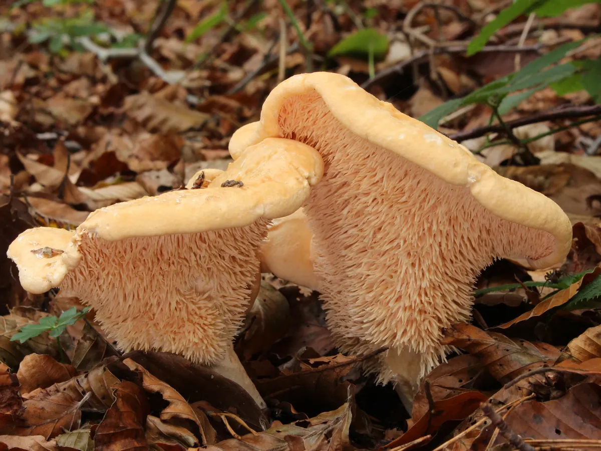 Deux pieds-de-mouton dans les feuilles mortes : chapeau crème orangé, dessous hérissé d'aiguillons pâles au lieu de lames.